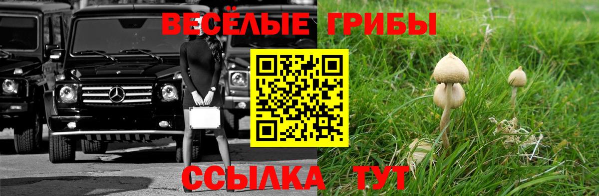 Галлюциногенные грибы Psilocybe Гай